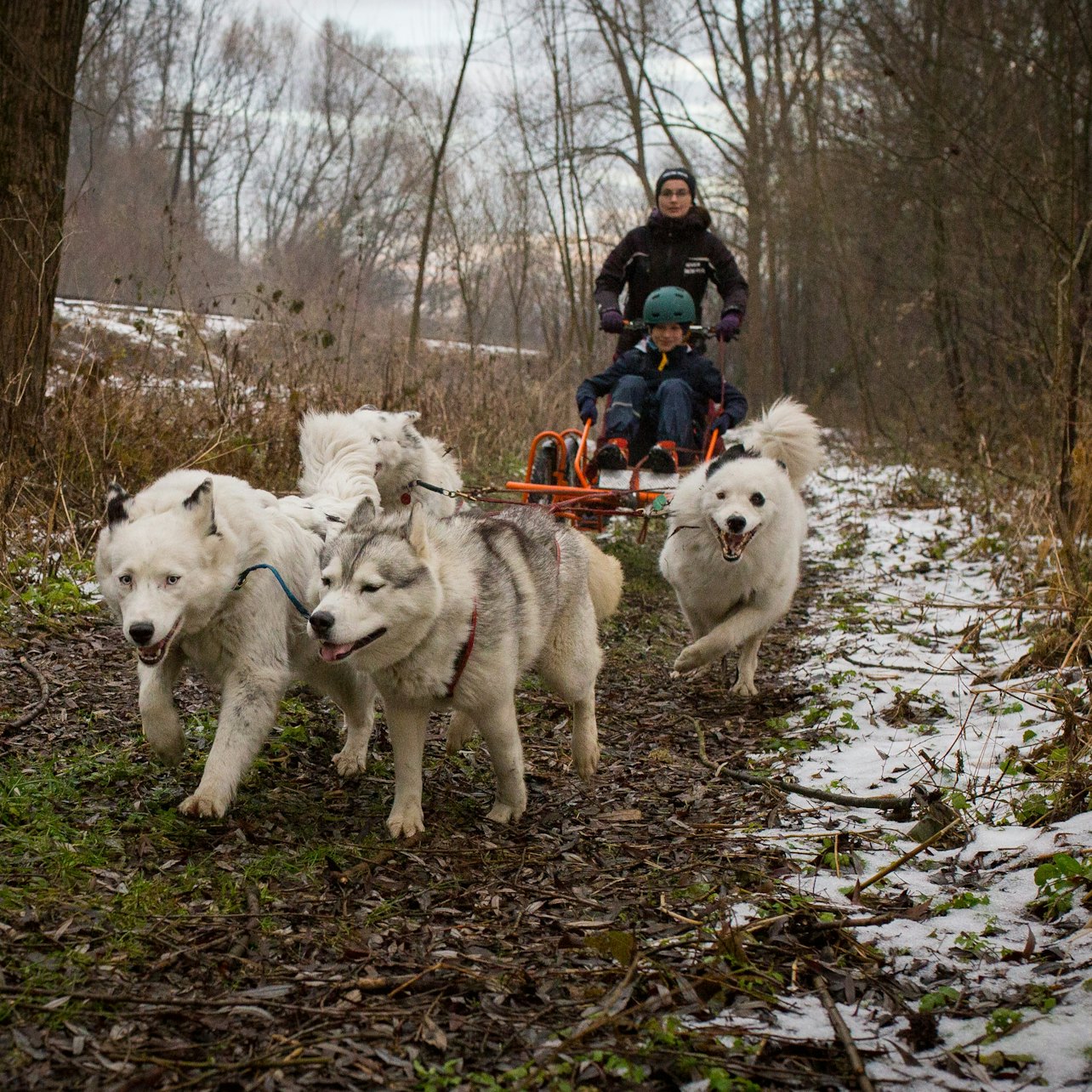 Desde Cracovia: Paseo en trineo tirado por perros por los montes Tatra - Alojamientos en Cracovia
