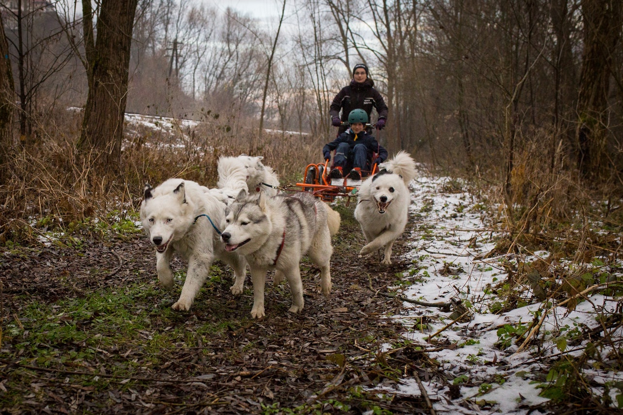 Da Cracovia: Giro in slitta trainata da cani sui Monti Tatra - Alloggi in Cracovia