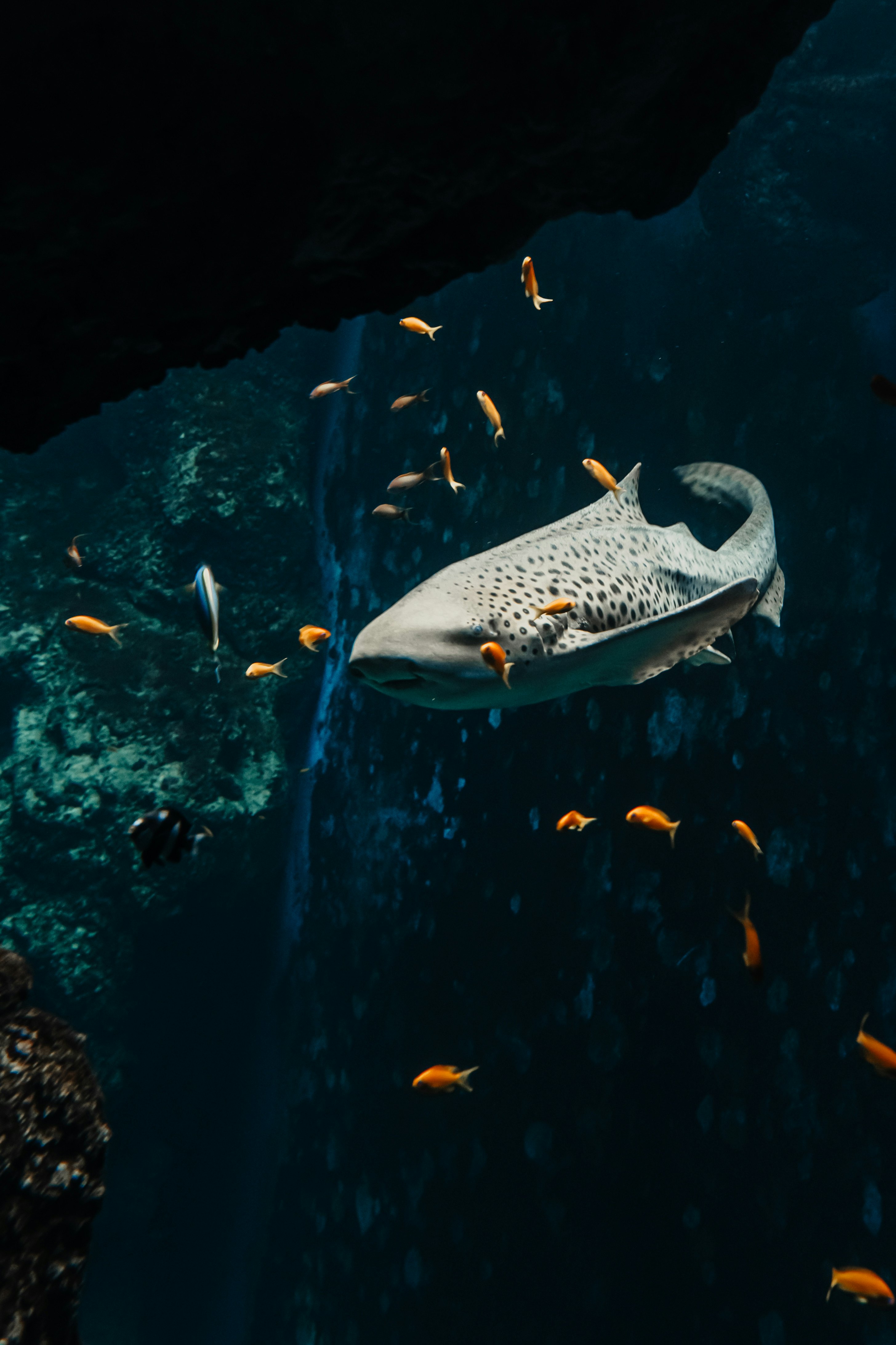 Acuario de Lyon + Crucero turístico por el Saona