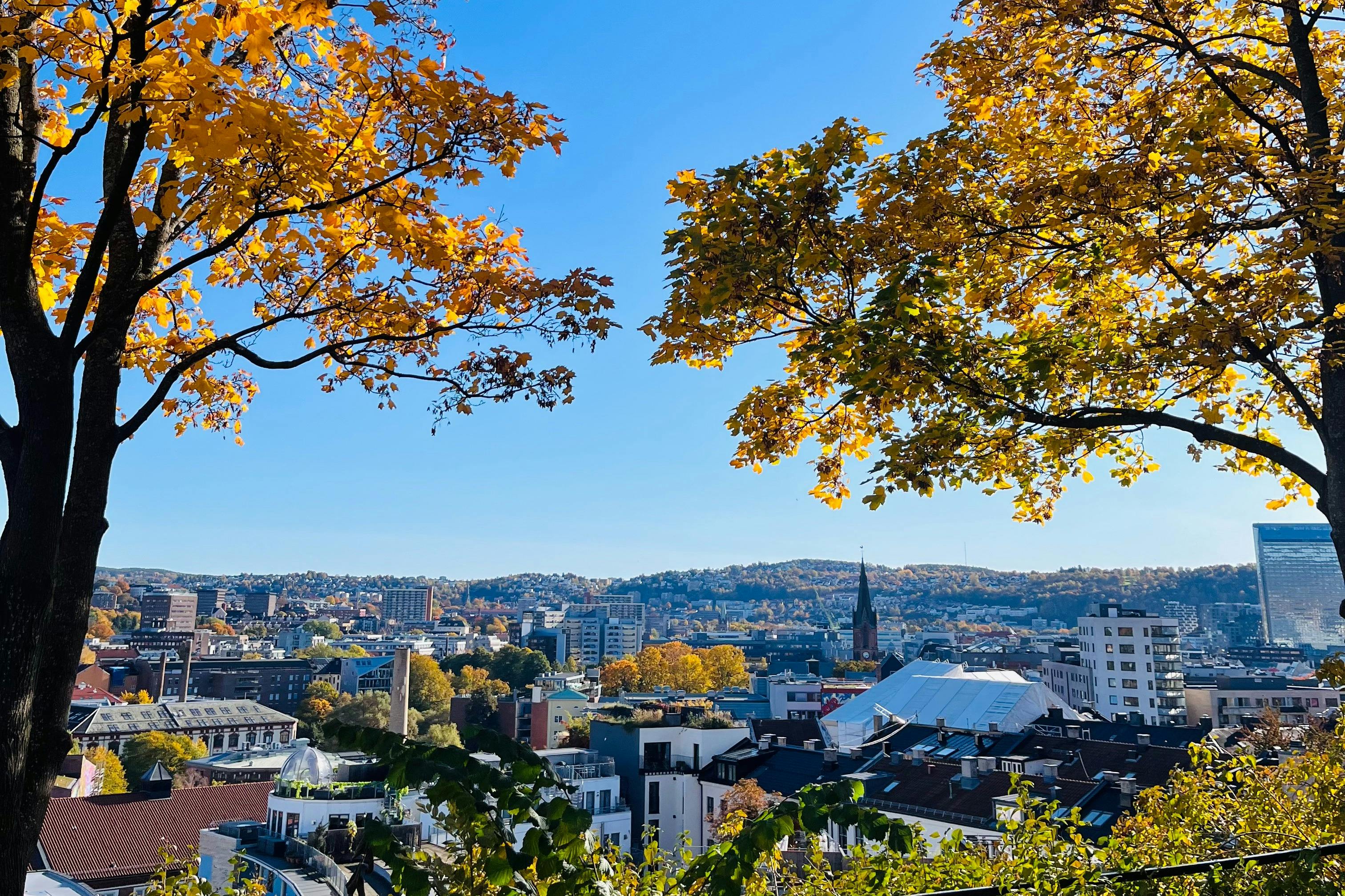 Cityscape view framed by autumn tree branches with yellow leaves. Distant buildings and a church steeple under a clear blue sky.