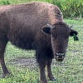 Ung bison