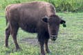 Ung bison