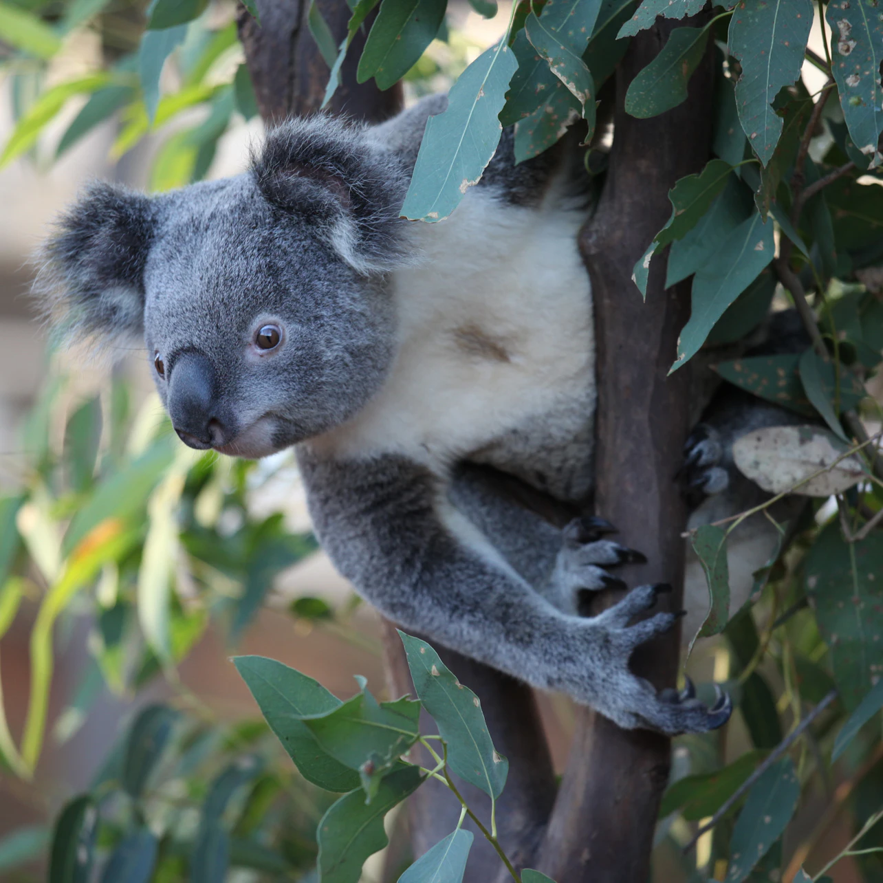 WILD LIFE Sydney Zoo: Entry Ticket in Sydney β Tiqets