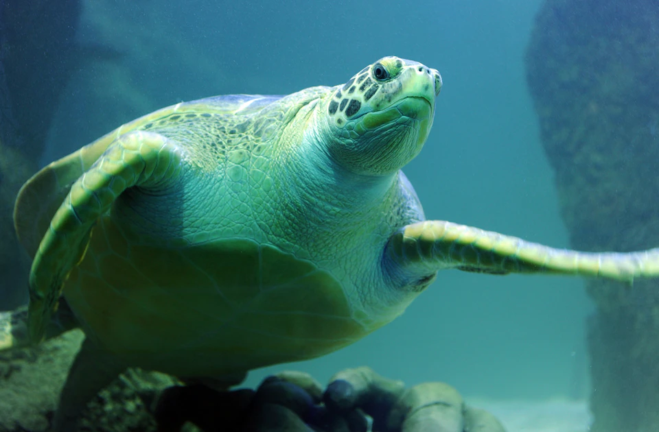 turtle