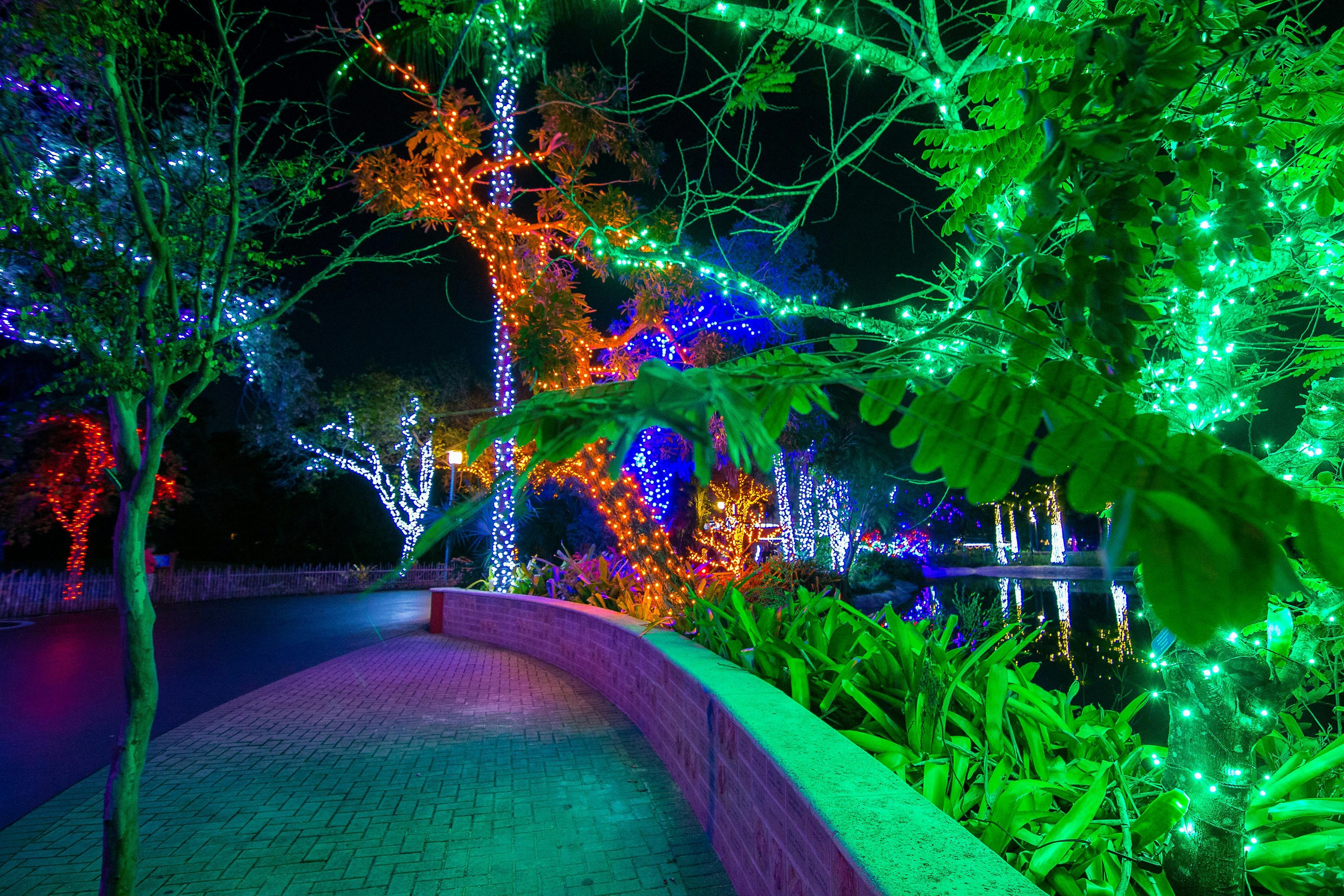 マイアミ動物園の灯り