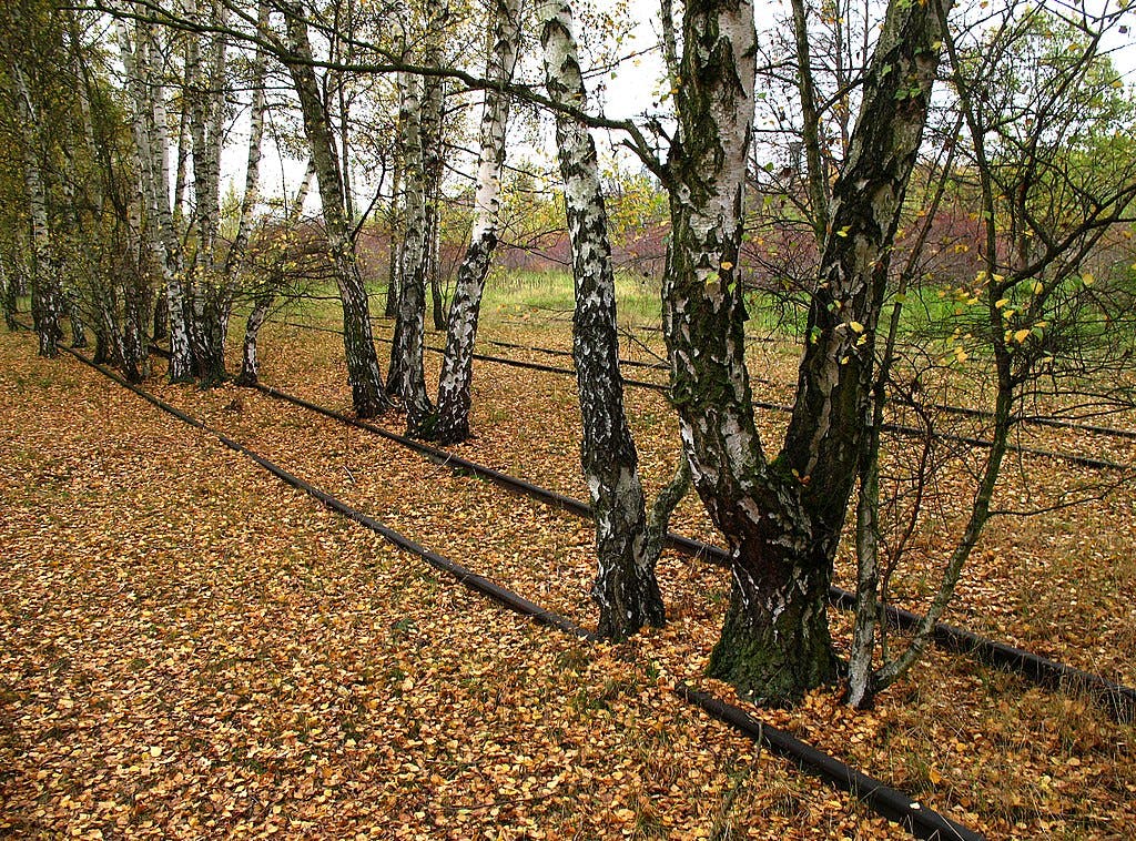 낙엽으로 둘러싸인 오래된 철길 옆에서 나무껍질이 독특한 자작나무가 자라고 있습니다.
