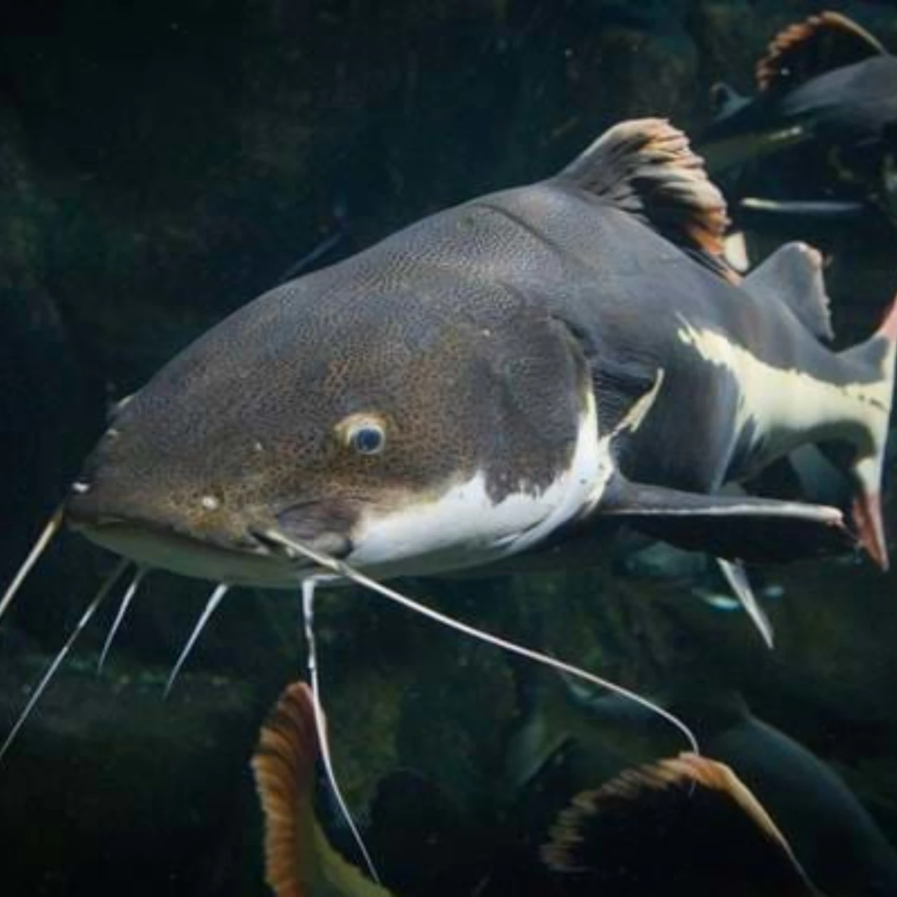 Close-up of a large catfish swimming underwater, showcasing its whiskers and fins. Other fish are visible in the background.