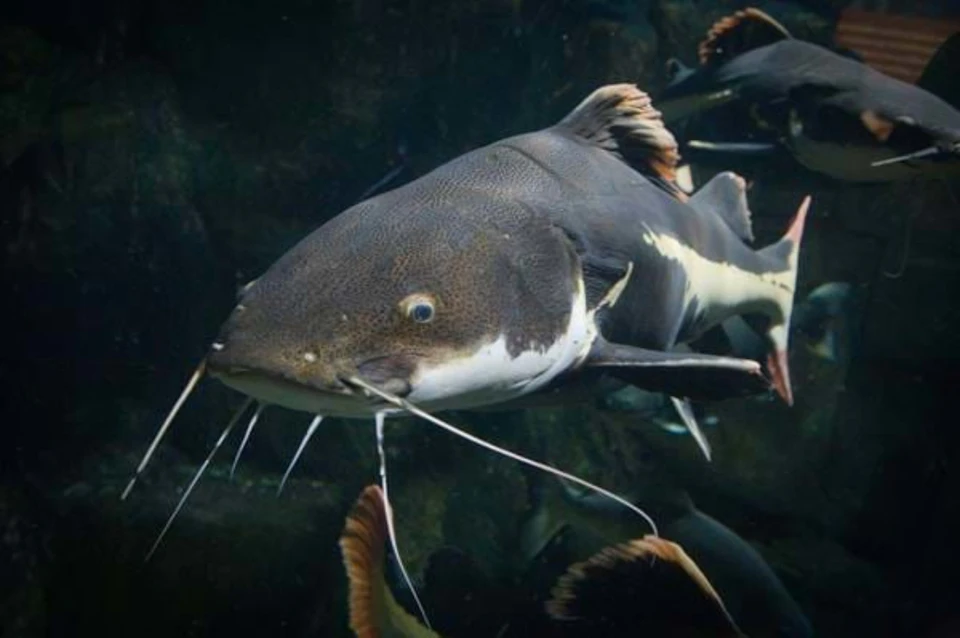 Close-up of a large catfish swimming underwater, showcasing its whiskers and fins. Other fish are visible in the background.