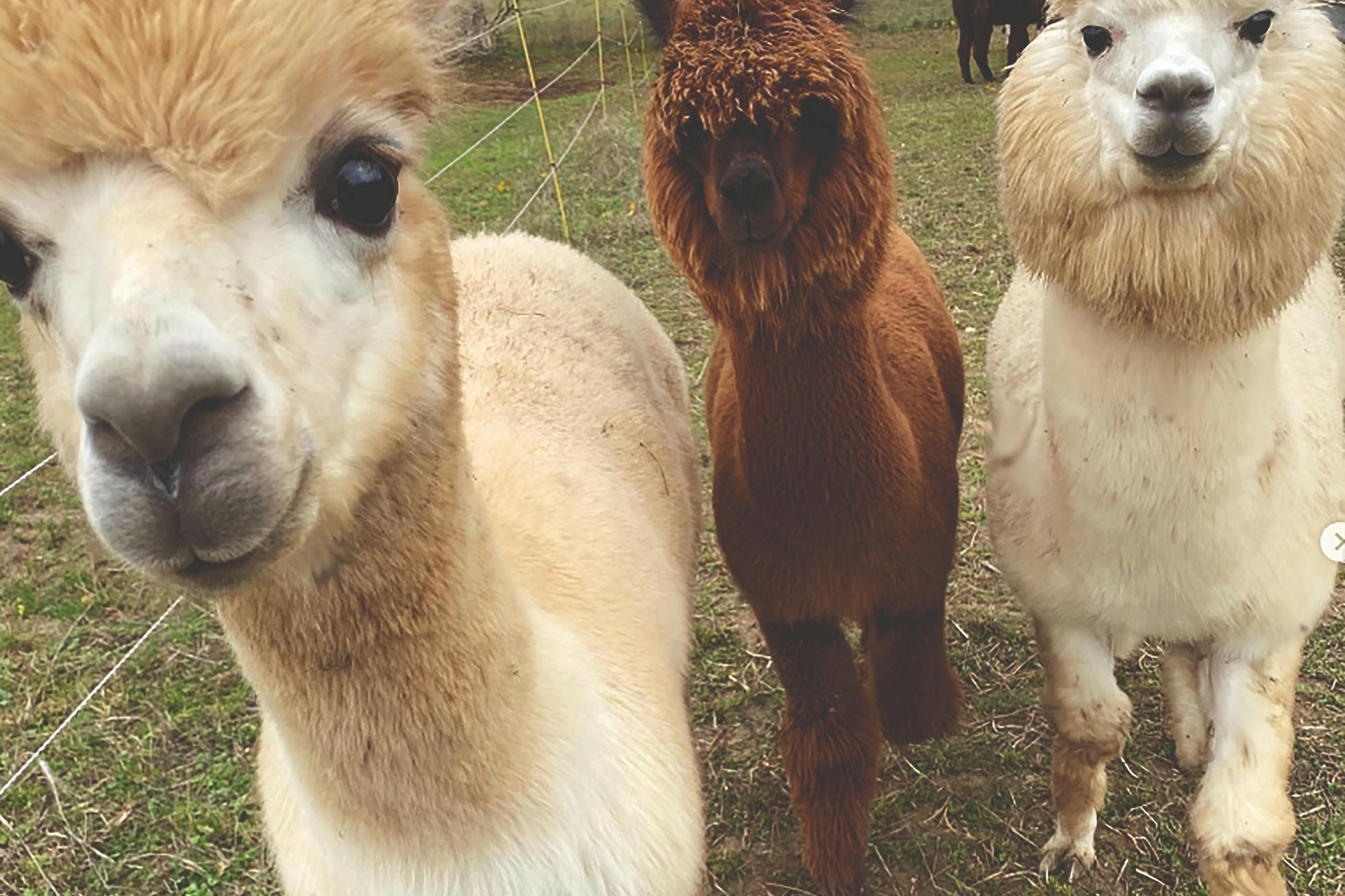 Alpacas