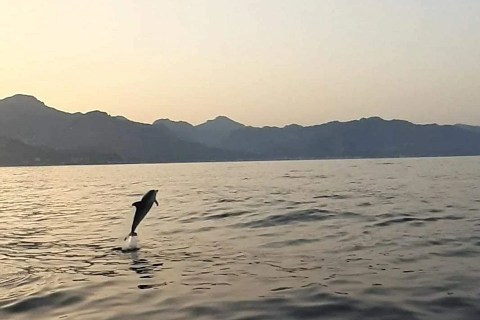 dolphins at sunset