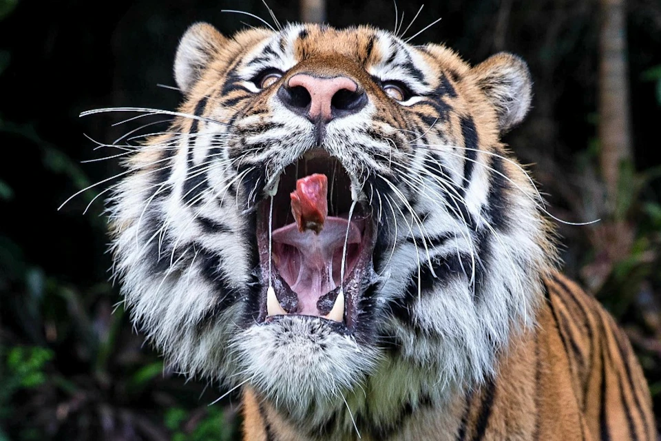 Ballarat Wildlife Park