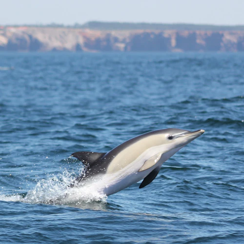 Sagres: Visita guiada a grutas e observação de golfinhos - Photo 4