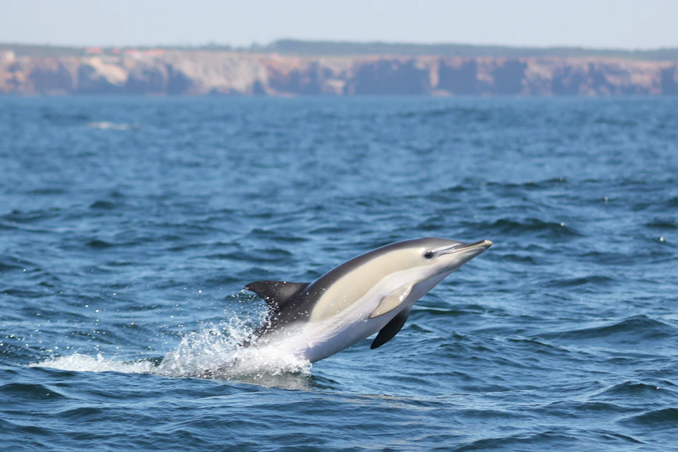Common dolphin