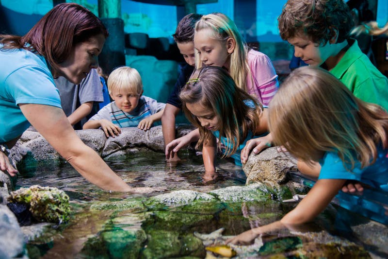 Children and an adult touch sea creatures in a shallow aquarium touch tank surrounded by rocks.
