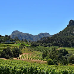 Winelands & Stellenbosch-Franschhoek: Private Wine Tasting Tour 3