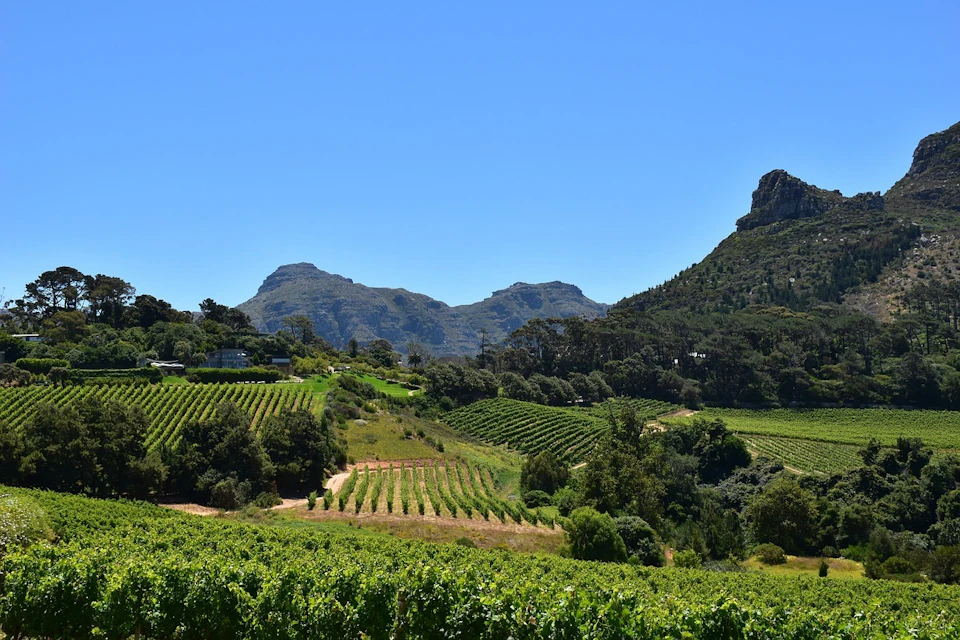 Vineyard