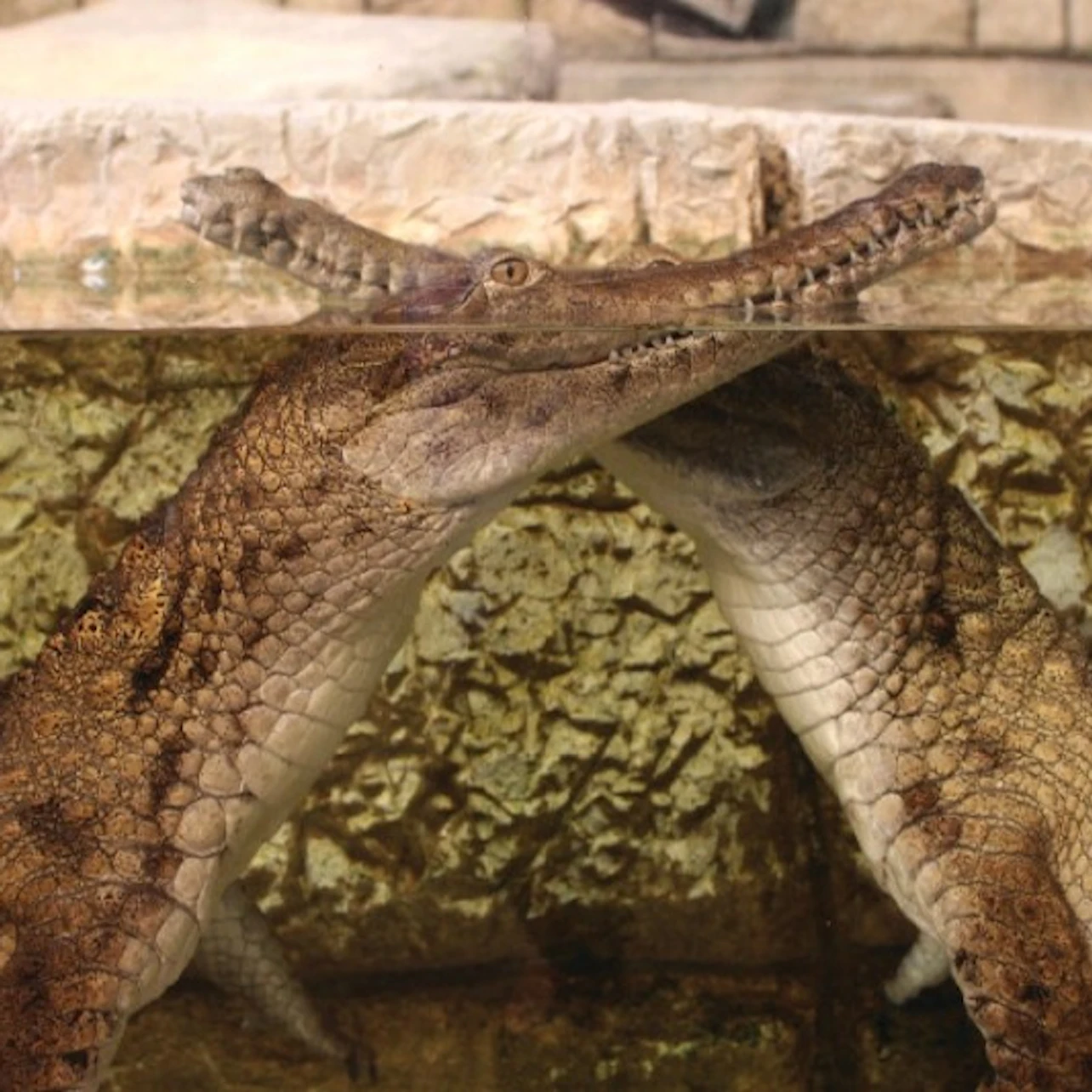 Shark Reef Aquarium at Mandalay Bay: Entry Ticket in Las Vegas β Tiqets