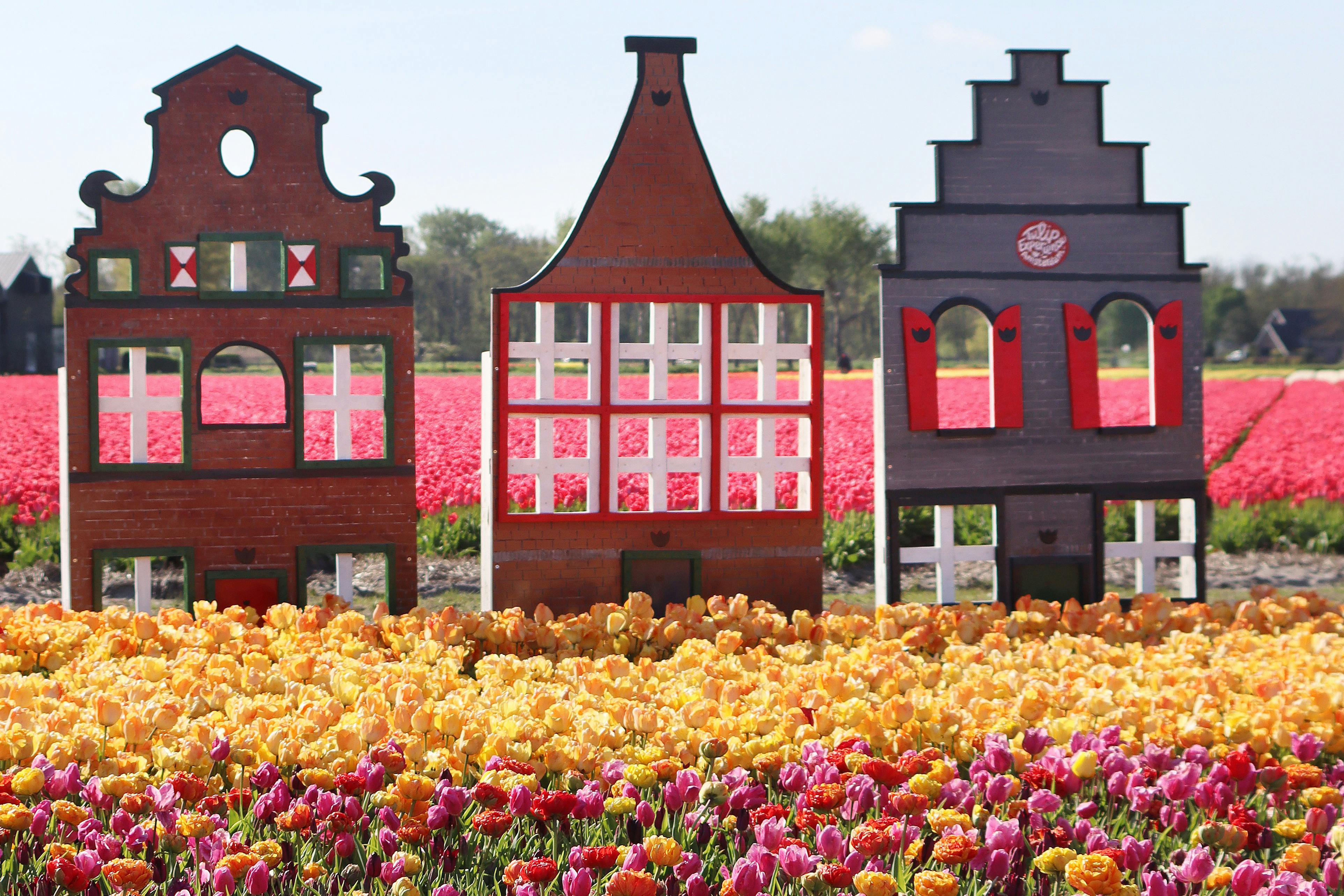 Decorative wooden house facades in front of vibrant tulip fields under a clear blue sky.