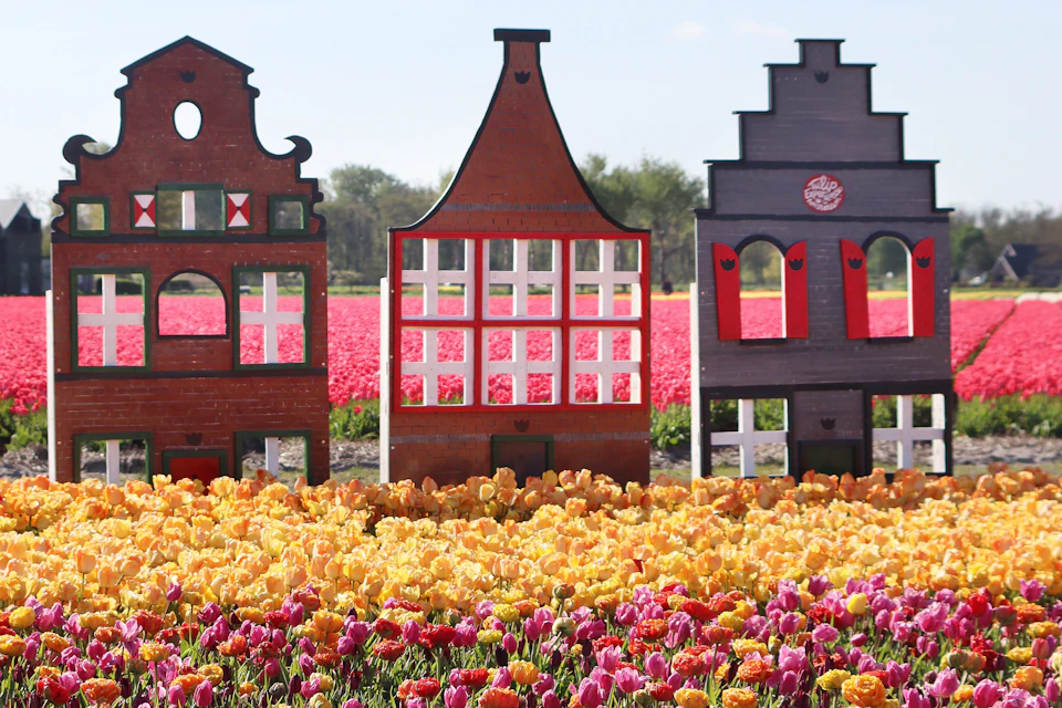 Decorative wooden house facades in front of vibrant tulip fields under a clear blue sky.