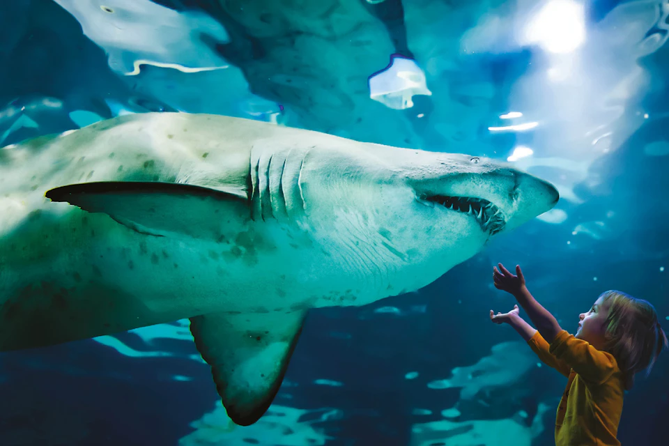 A large shark swims in an aquarium tank while a person in a yellow shirt reaches out towards it from the other side of the glass.