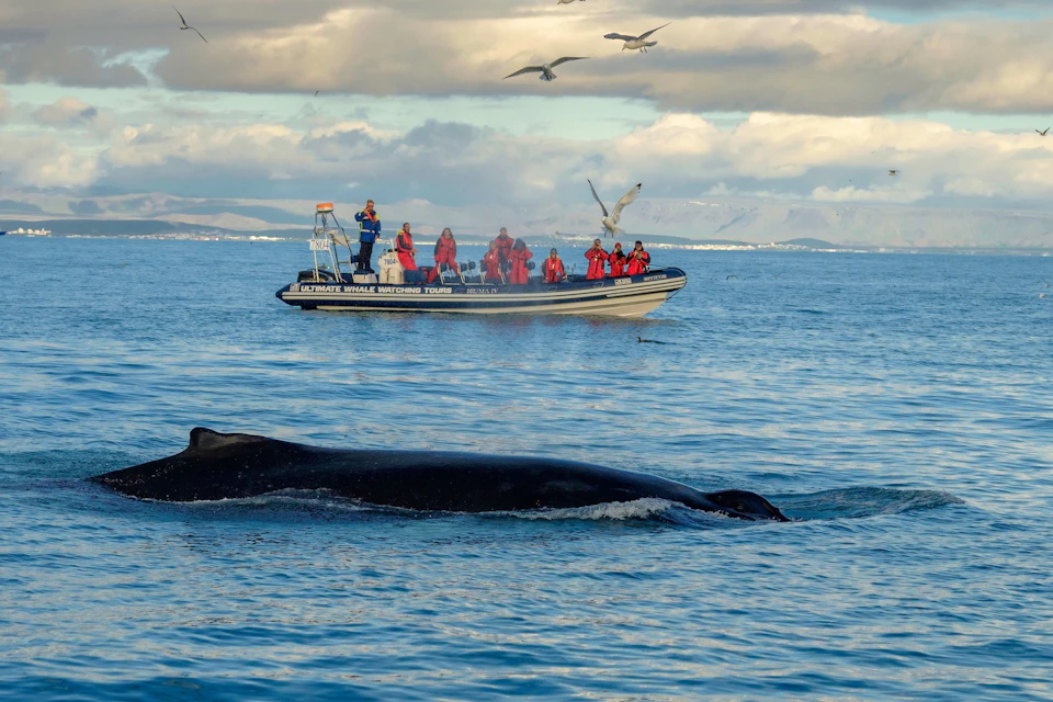 Humpback Whale in front of our RIB boat.