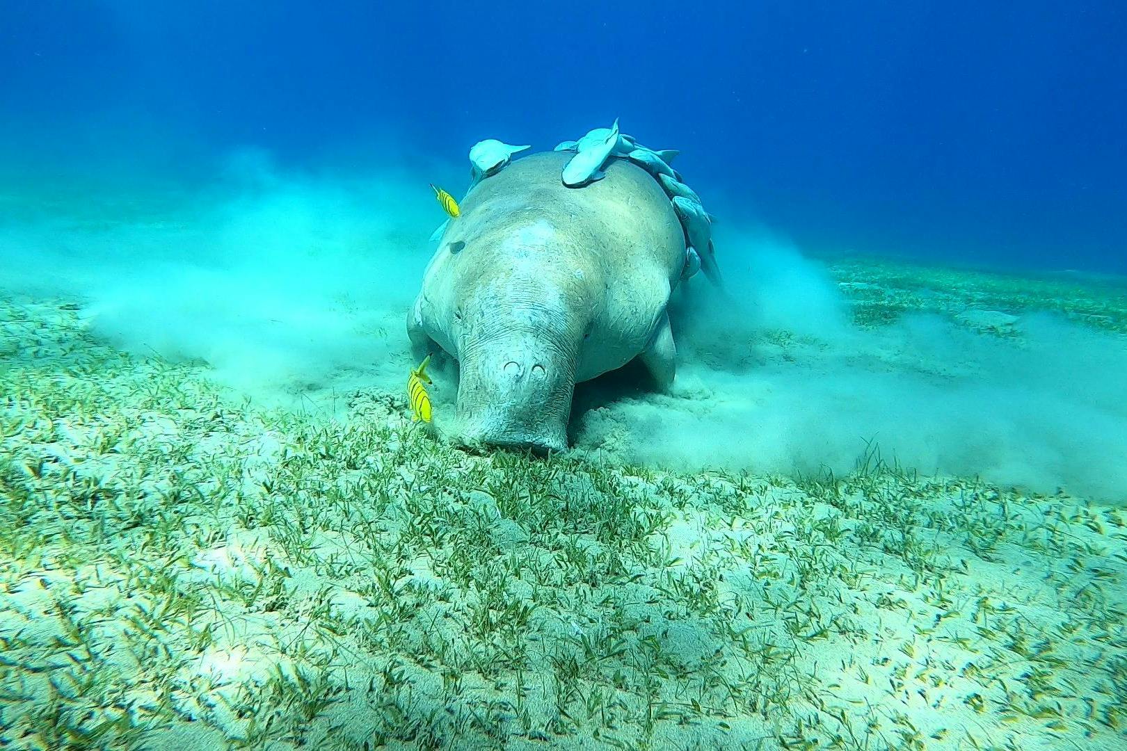 θαλάσσια αγελάδα marsa alam