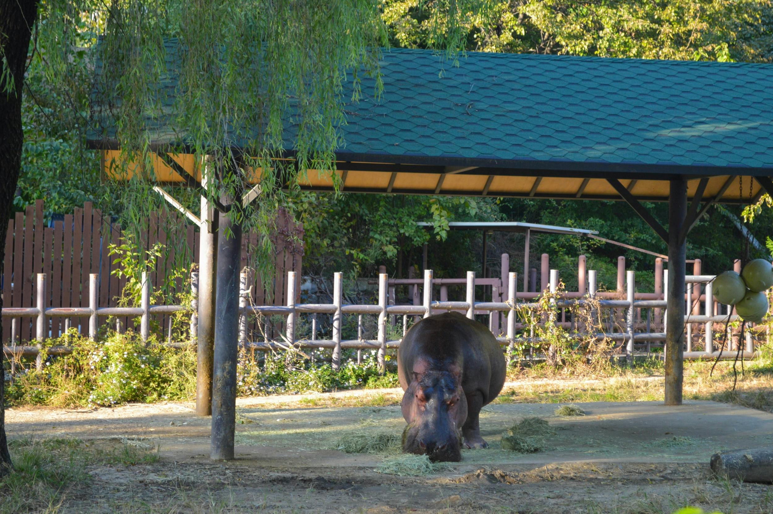 A hippopotamus standing under a shelter in an enclosure with a wooden fence and greenery in the background.