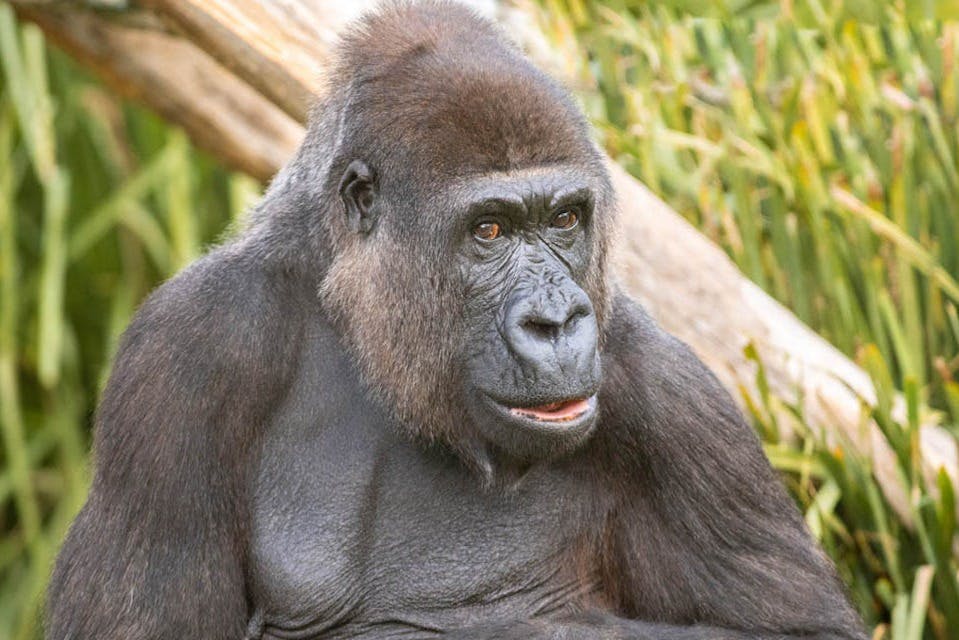 Mogo Wildlife Park Entry Tickets