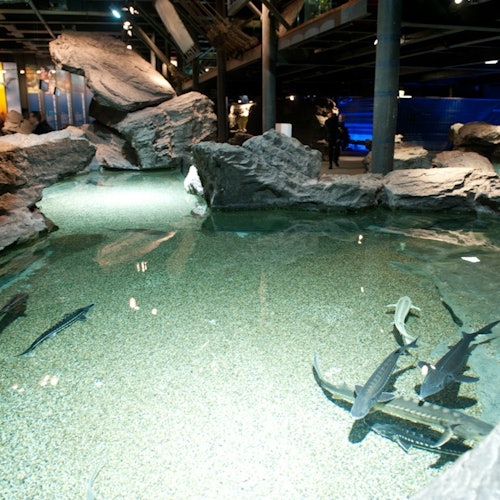 Aquarium of Genova: Reserved Entrance + Ice Cream Experience