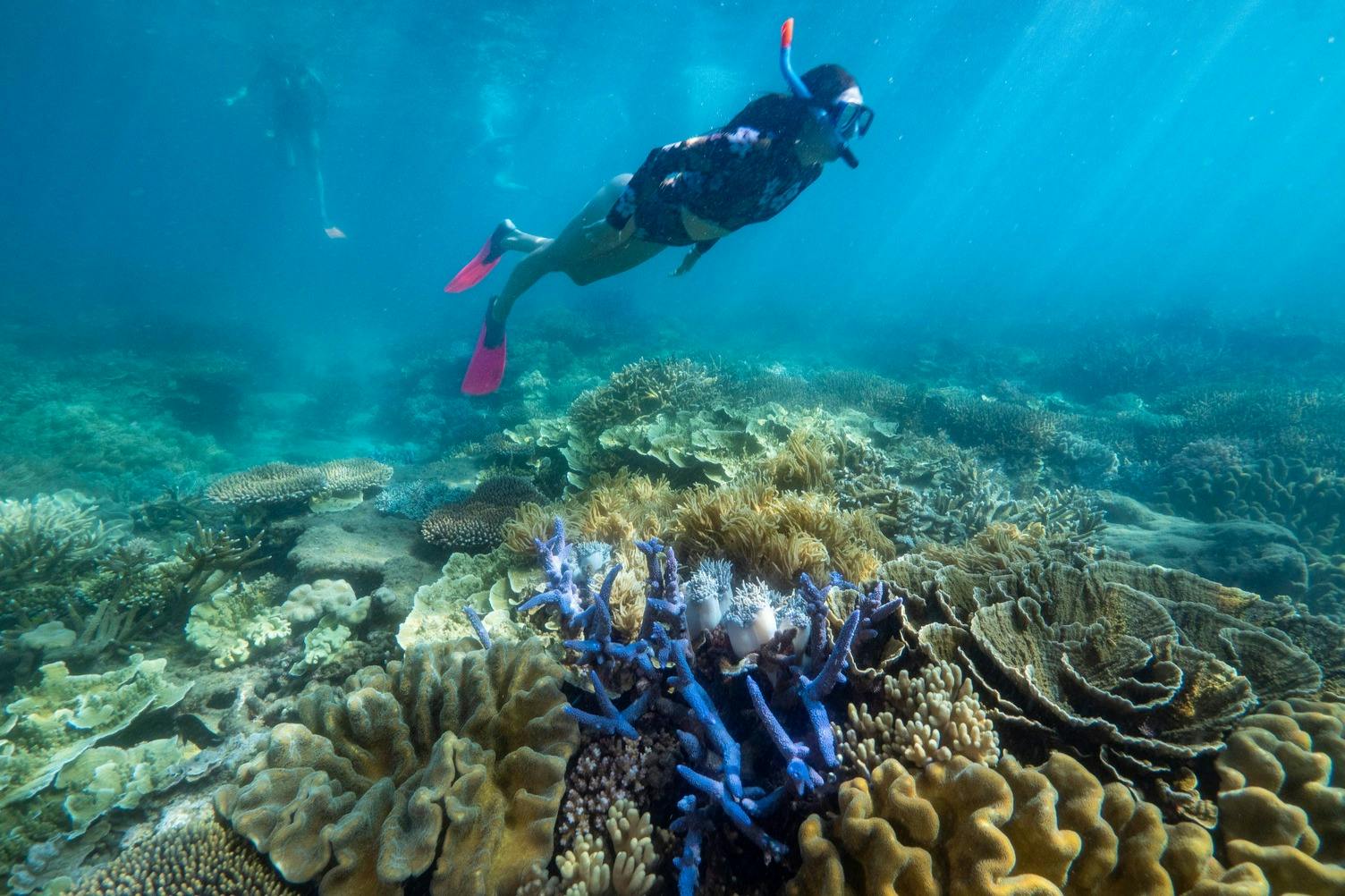 분홍색 지느러미를 가진 스노클러가 맑고 푸른 물 속에서 활기찬 산호초 위로 떠 있습니다. 또 다른 스노클러가 배경에 있습니다.