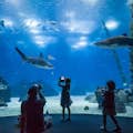 Oceanarium Sharks