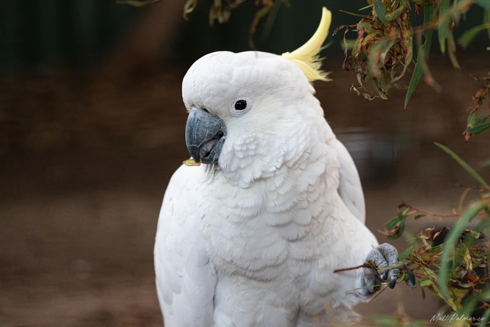 A white cockatoo with a yellow crest perches among dry leaves, holding a twig with its foot.