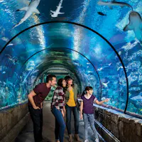 Haaienaquarium in Mandalay Bay Hotel & Resort