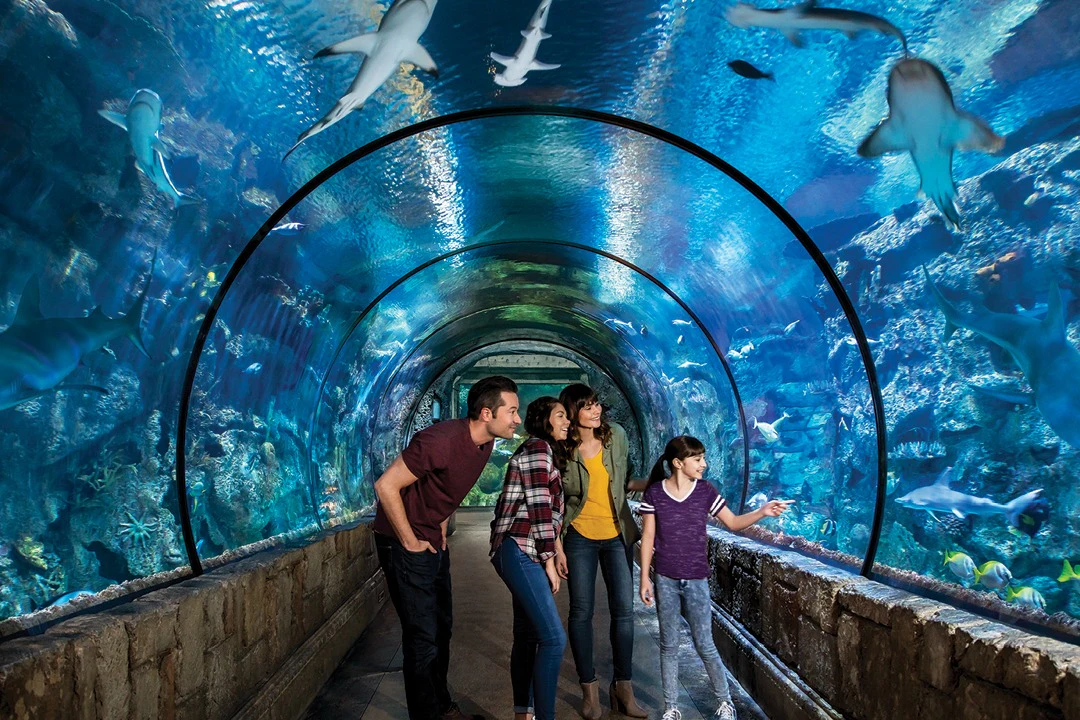 Aquário Shark Reef no Mandalay Bay: bilhete de entrada