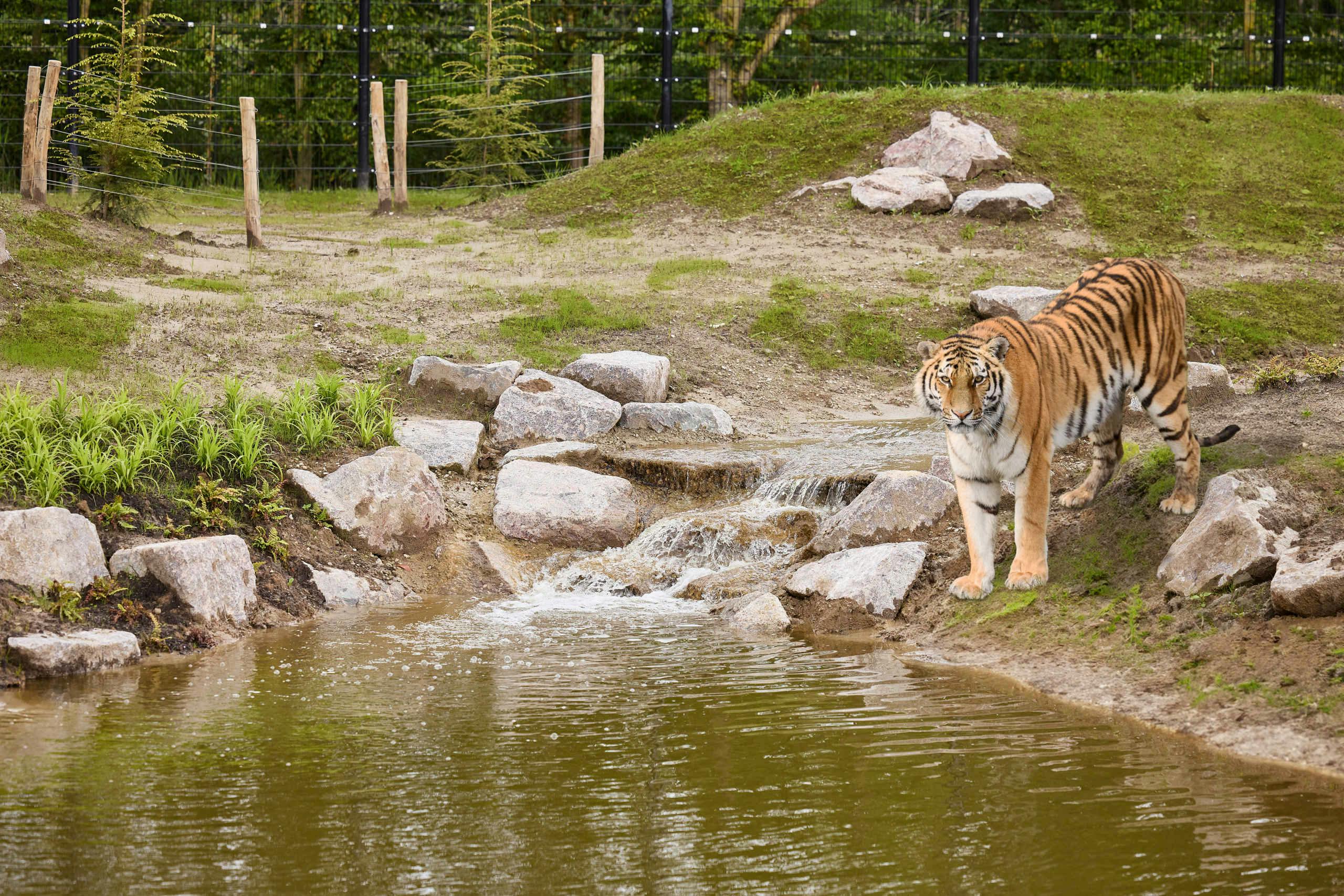 A tiger stands near a rocky waterfall by a pond, within an enclosure fenced by wooden posts and wire.