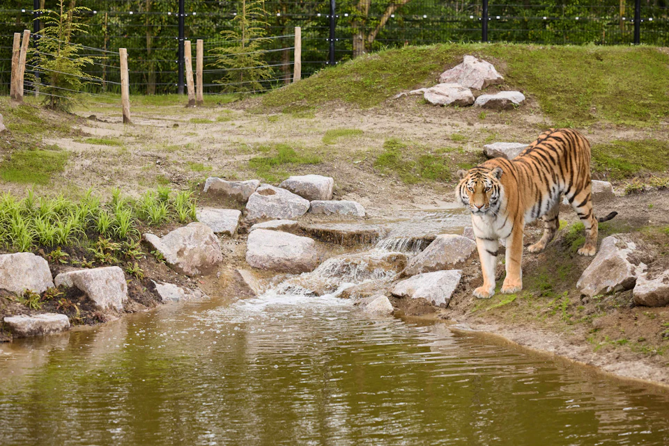 A tiger stands near a rocky waterfall by a pond, within an enclosure fenced by wooden posts and wire.