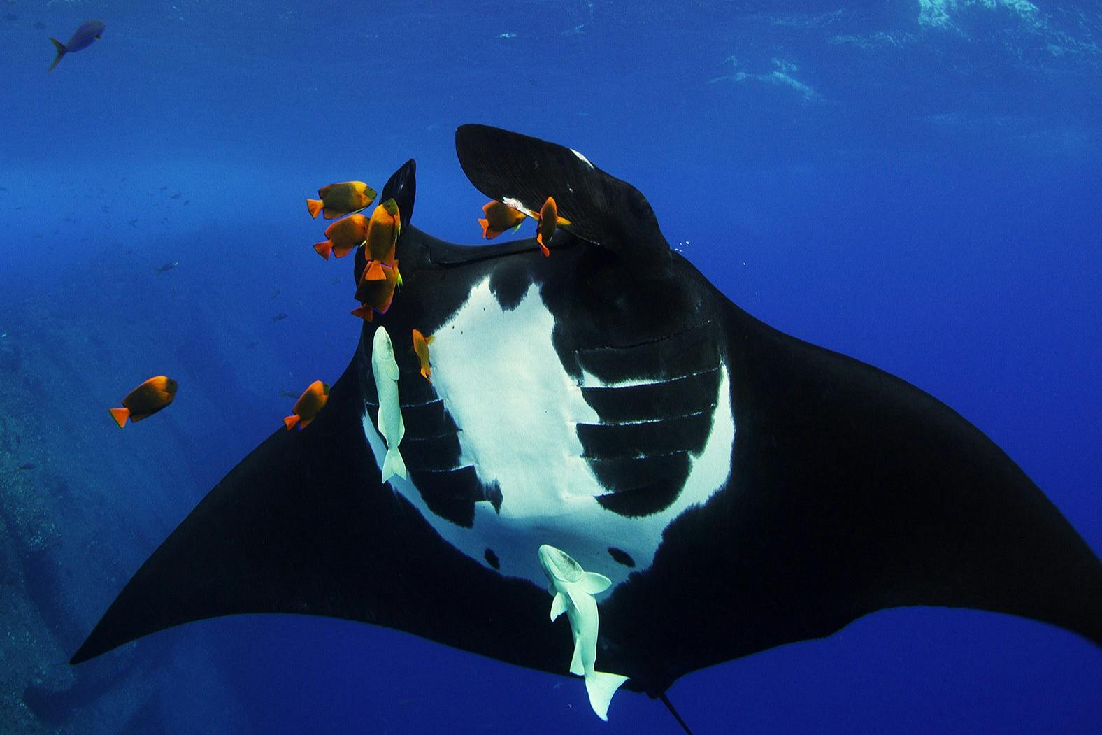 在新英格兰水族馆探索海洋的秘密