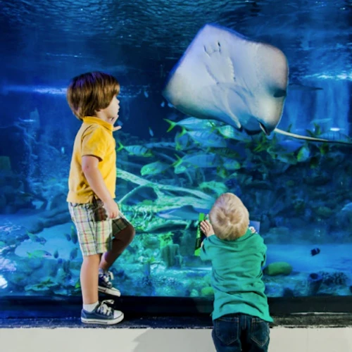 SEA LIFE Michigan: Entry Ticket - Photo 6