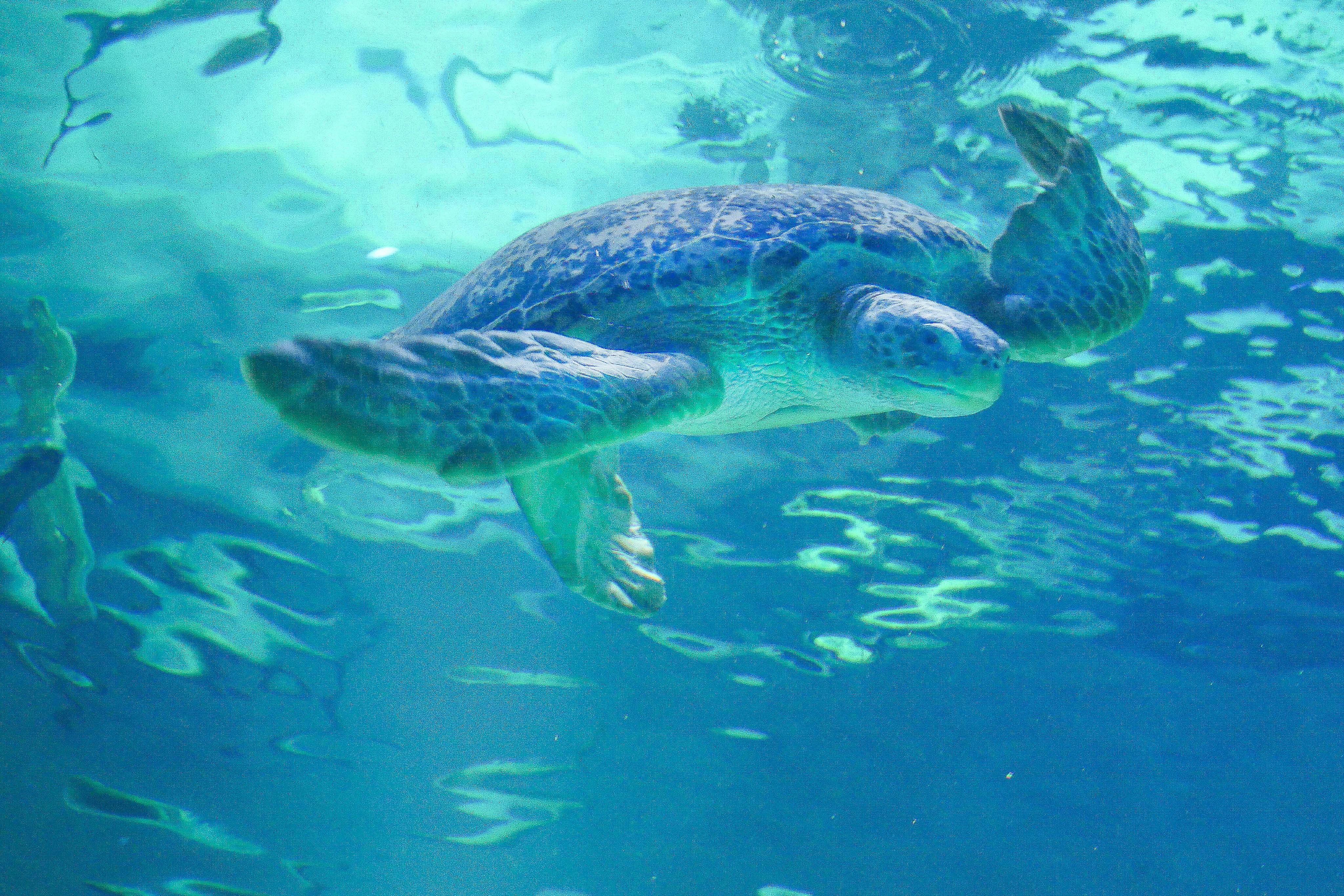 Θαλάσσια χελώνα