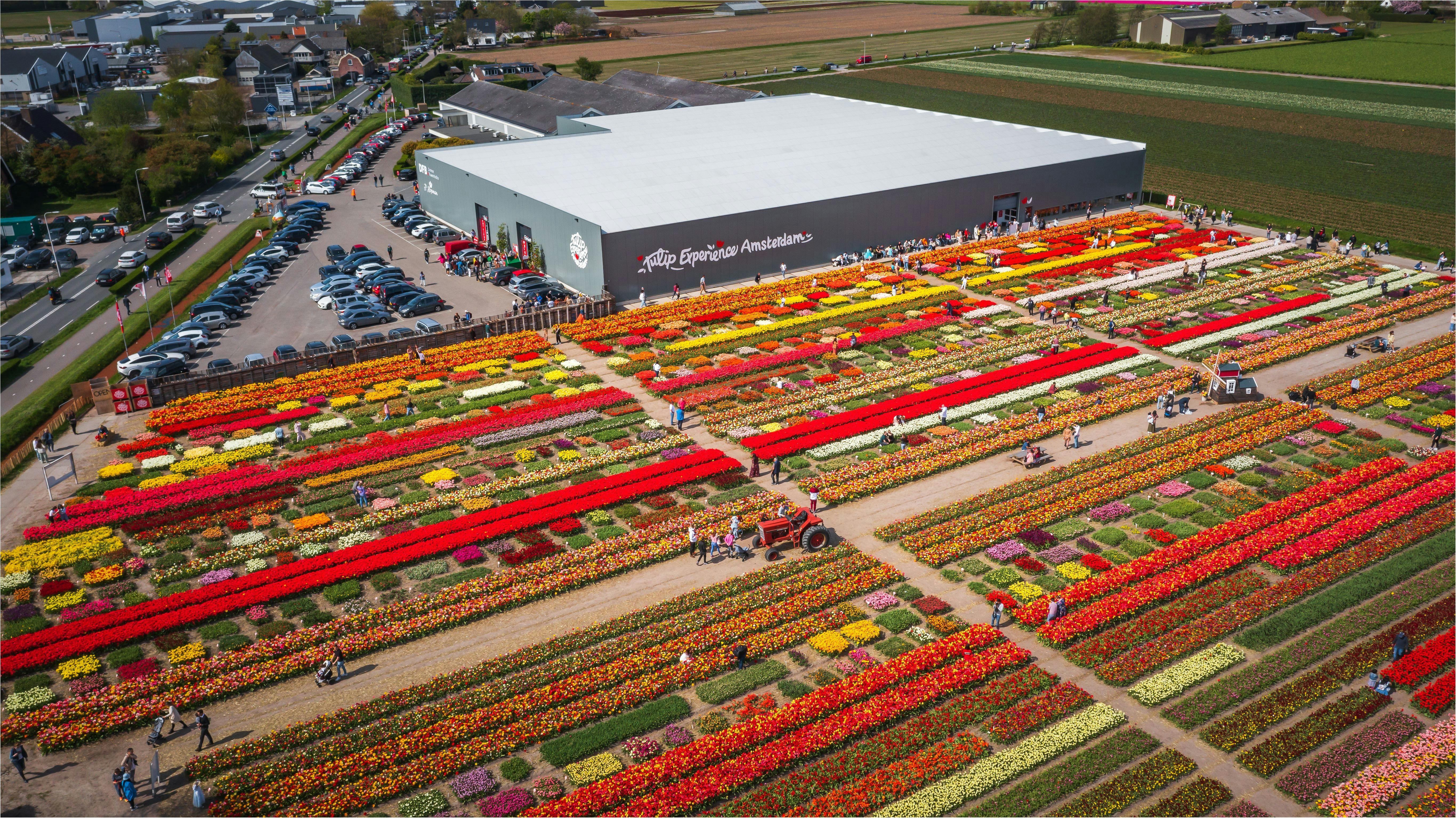Aerial view of a large tulip field with colorful rows of flowers, visitors walking around, and a building labeled &#34;Tulip Experience Amsterdam.&#34;