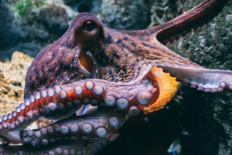 Octopus