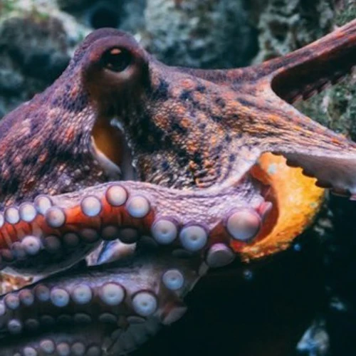 Discover Scuba Diving Experience - Photo 3