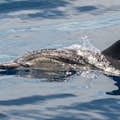 Avistamiento de un delfín desde el barco