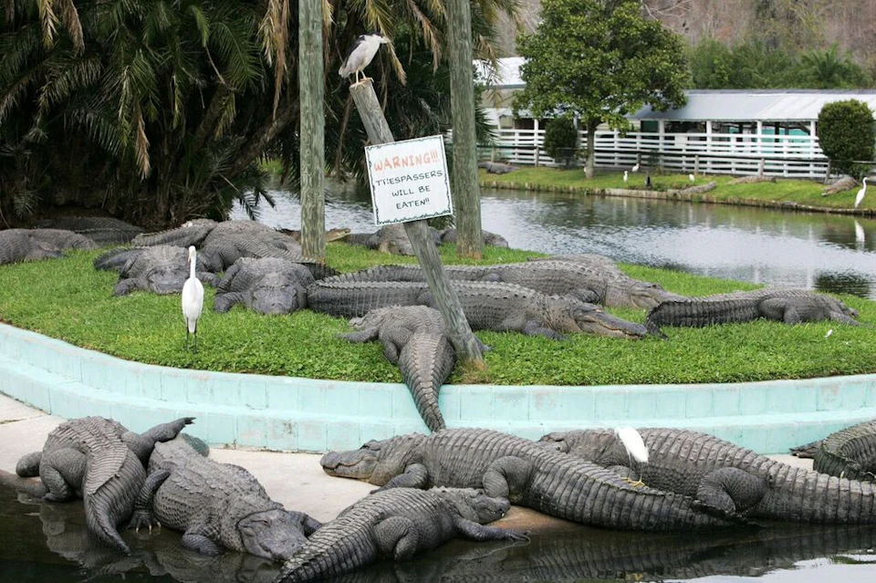 Several alligators rest near a water body with a "Warning!!! Trespassers Will Be Eaten" sign. Birds are perched nearby.