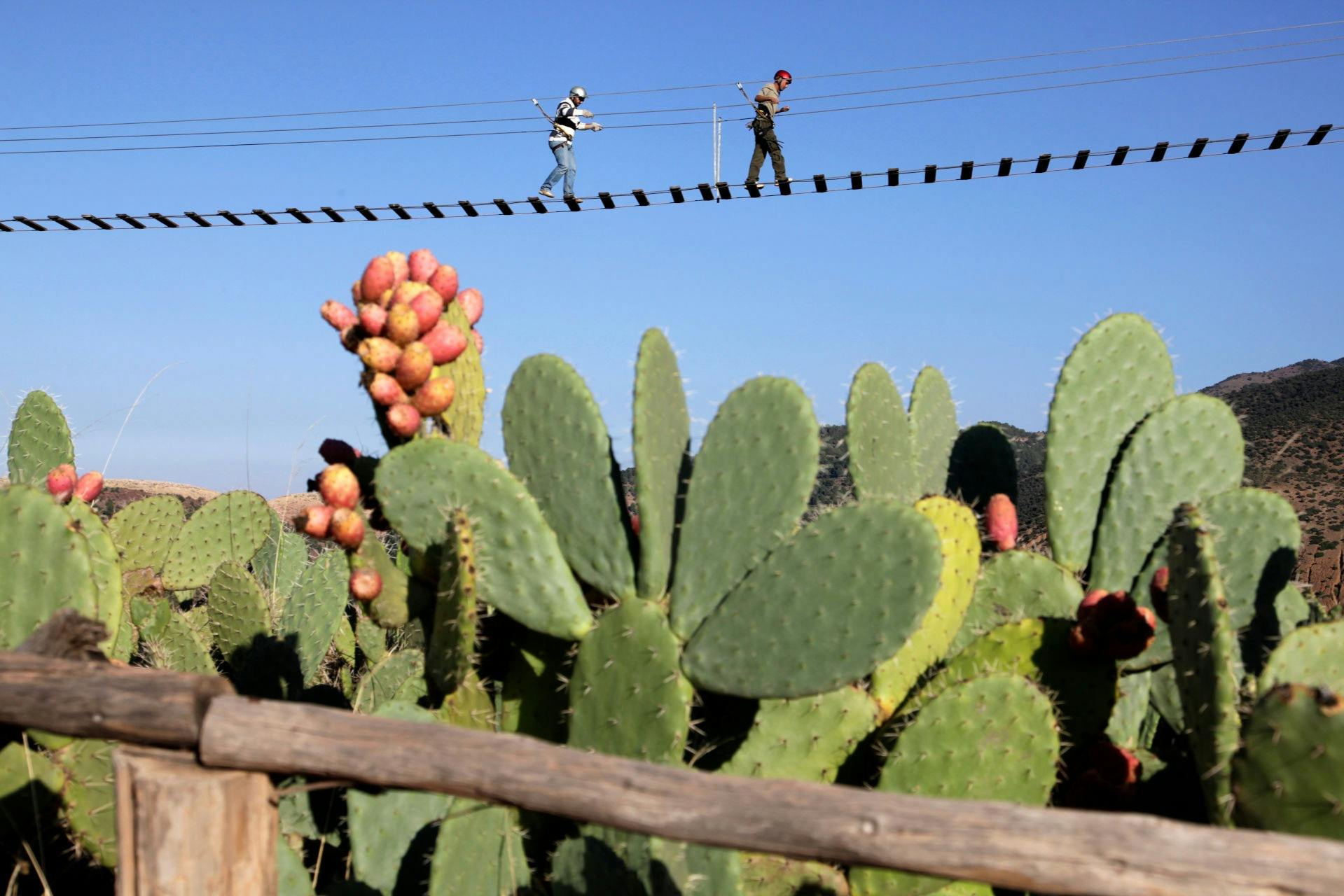 Two people wearing helmets walk on a narrow suspension bridge high above a cactus field under a clear blue sky.