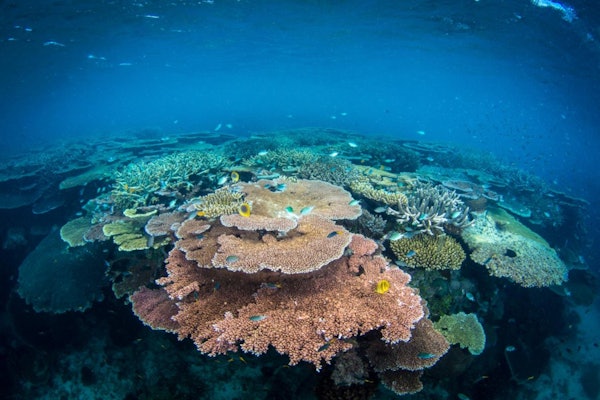 Great Barrier Reef & MOUA: Geführte Schnorchel Tour + Frühstück ...