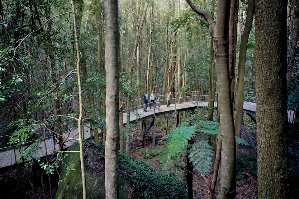 Rainforest Walk at Scenic World