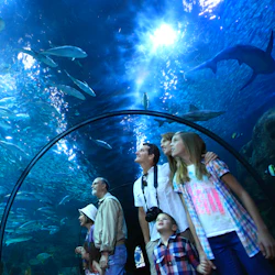 Loro Parque: Entry Ticket 4