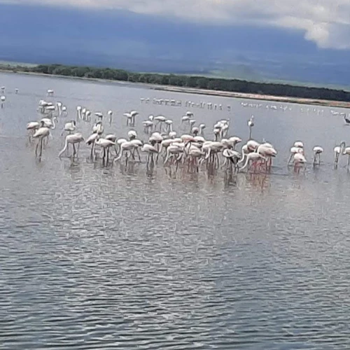 Parque Nacional do Lago Nakuru: Viagem de um dia saindo de Nairóbi - Photo 2