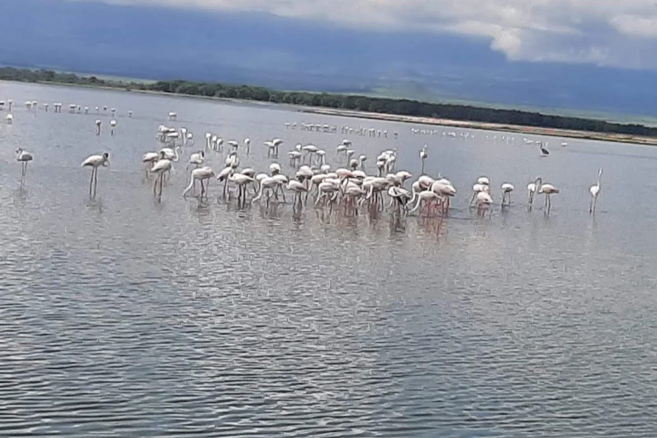 flamingos